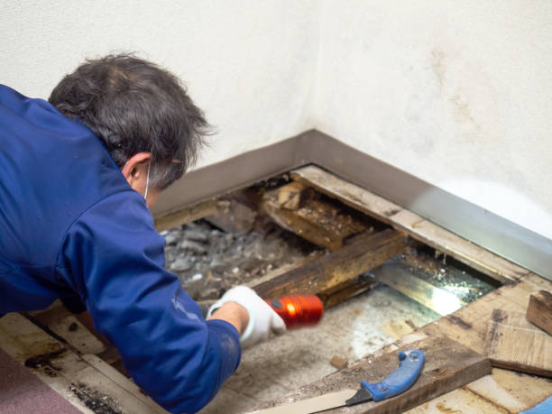 Reliable College, AK Mold Removal Solutions