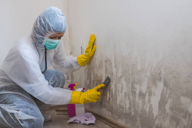 Best Same-Day Mold Removal  in College, AK