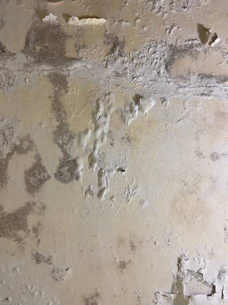 Best Commercial Mold Removal  in College, AK