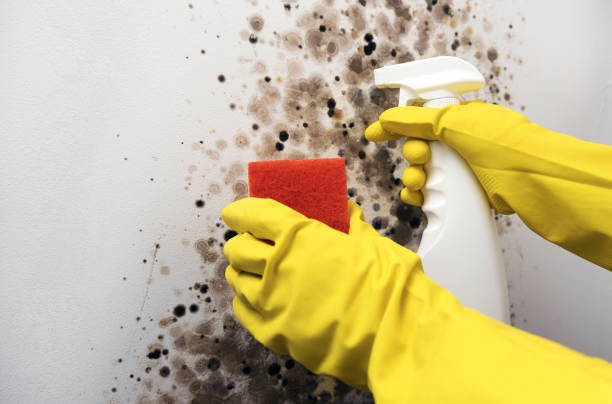 Best Fast Mold Removal  in College, AK