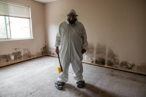 Best Mold Remediation  in College, AK
