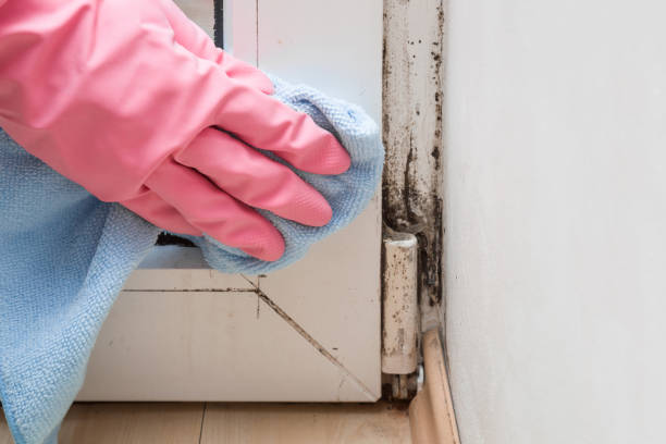 Best Mold Damage Repair  in College, AK